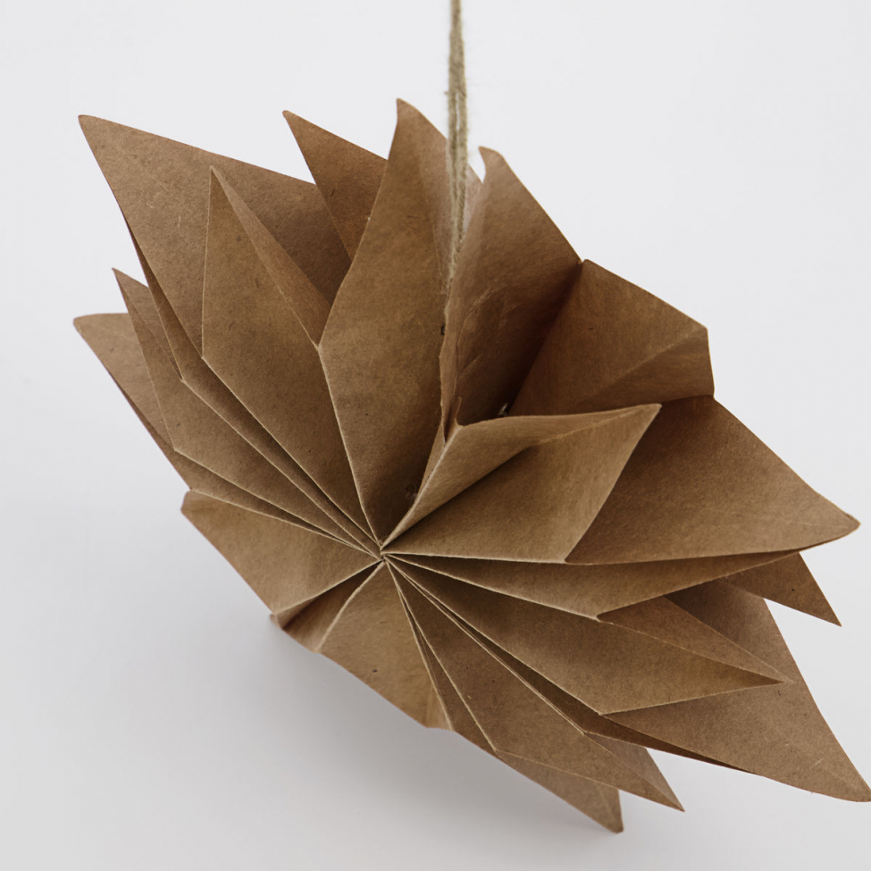 Julstjärna 'Capella' S - Natúr