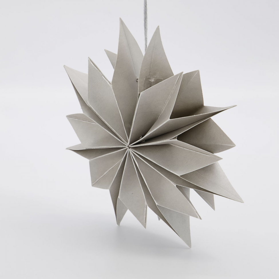 Julstjärna 'Capella' - Gyöngy